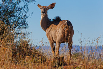 Adult female Kudu looking over shoulder