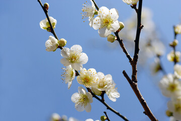 白梅　北野の梅
