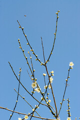 白梅　北野の梅