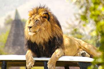 Male Lion sits content looking over his domain. 