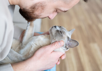 Fototapeta na wymiar Bearded man with fluffy Burmese cat. Cat very happy with owner. Relaxing with amazing cat. Friendship and love between human and cat.