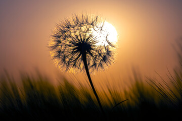 Fototapeta na wymiar Dandelion among the grass against the sunset sky. Nature and botany of flowers