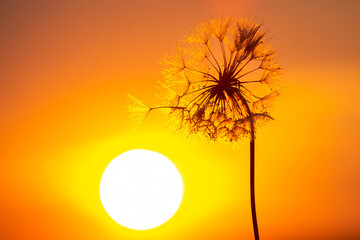 Dandelion silhouetted against the sunset sky. Nature and botany of flowers