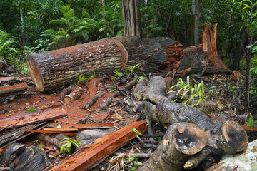 Deforestation of the Brazilian rainforest in the Amazon. Sawed down hardwood jungle tree in the...
