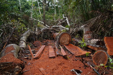 Deforestation of the Brazilian rainforest in the Amazon. Sawed down hardwood jungle tree in the middle of the rainforest. Some boards were used, the rest of the tree is destroyed and will be rotten - obrazy, fototapety, plakaty