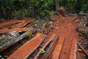 Deforestation of the Brazilian rainforest in the Amazon. Sawed down hardwood jungle tree in the...