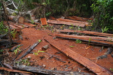 Deforestation of the Brazilian rainforest in the Amazon. Sawed down hardwood jungle tree in the middle of the rainforest. Some boards were used, the rest of the tree is destroyed and will be rotten