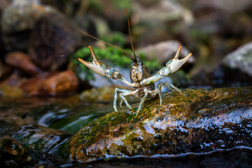 Austropotamobius torrentium - the stone crayfish, is a European species of freshwater crayfish in...