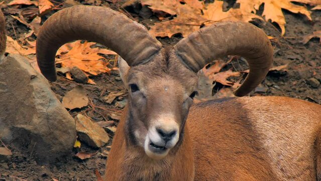 Ram goat mouflon nature farm mountains wildlife forest