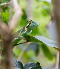 Green lizard sits on a branch in the rainforest of Costa Rica