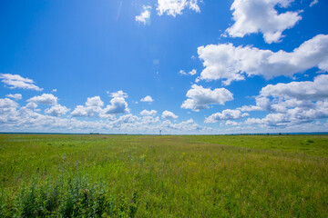 Picturesque summer field. A lone tree stands in a green field.