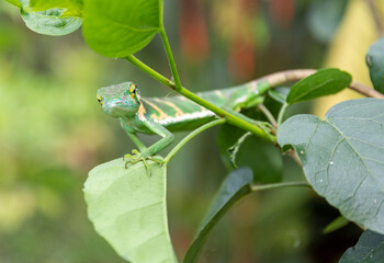 Green lizard sits on a branch in the rainforest of Costa Rica