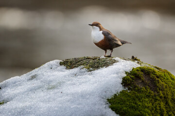 Cinclus cinclus is an aquatic passerine bird found in Europe