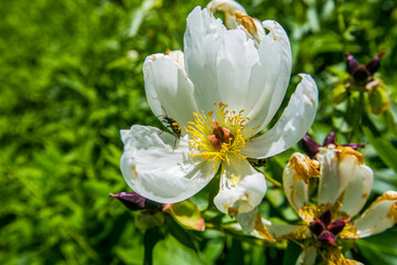 Beautiful white flower in a green field. Close-up.