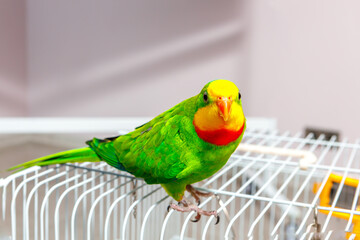 A beautiful green parrot is sitting on a cage, looking around.