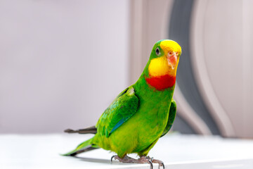A beautiful green parrot is sitting on the board, looking around.