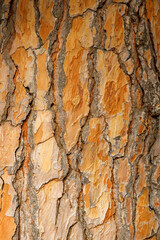 The bark of the tree is brown with deep cracks close-up.