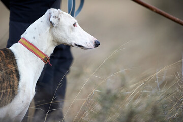 Greyhound  ready to hunt  - 488446042