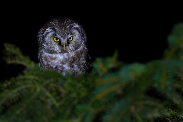 The boreal owl or Tengmalm's owl - Aegolius funereus - is a small owl