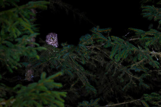 The boreal owl or Tengmalm's owl - Aegolius funereus - is a small owl