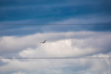 Far Eastern stork flies against the blue sky.