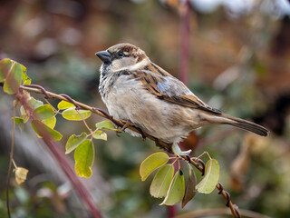 A close up of a house sparrow on a twig.