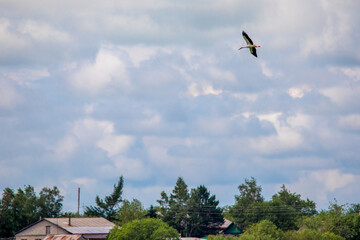 Far Eastern stork flies against the blue sky.