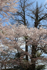 Fototapeta premium 宮若市の清水寺の満開の桜