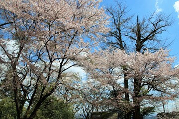 宮若市の清水寺の満開の桜