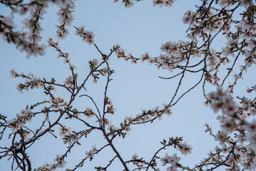 Almond blossoms in spring