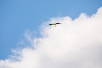 Far Eastern stork flies against the blue sky.