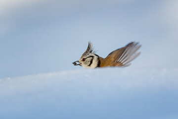Parus is a genus of birds in the tit family