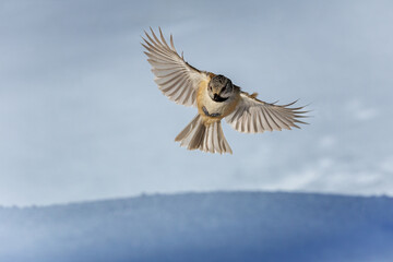 Parus is a genus of birds in the tit family