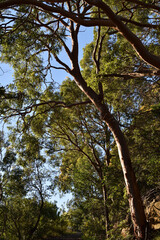 Sydney red gum trees and sky