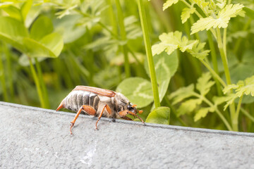 Maikäfer