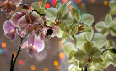 Pink and yellow orchids on a background of colorful lights.