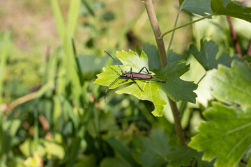 Moschusbock auf Blatt