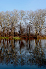 Fototapeta na wymiar Trees without leaves and its reflection in the water