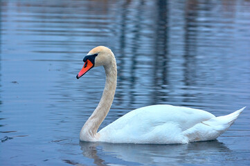 White swan swims on the river early spring.