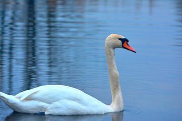Fototapeta premium White swan swims on the river early spring.
