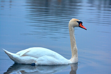 White swan swims on the river early spring.