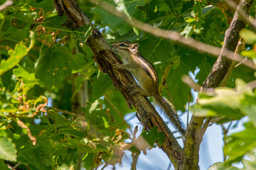 Fototapeta premium A striped chipmunk sits on a tree trunk.
