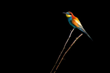 The European bee - eater - Merops apiaster - is a near passerine bird in the bee-eater family