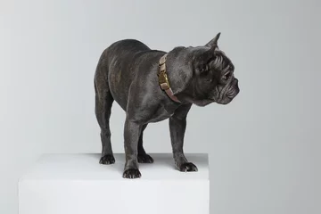 Printed roller blinds French bulldog grey French bulldog in the studio on a white background