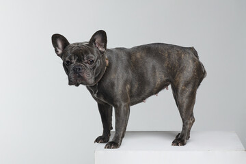 grey French bulldog in the studio on a white background