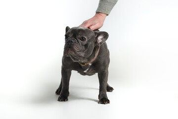 grey French bulldog in the studio on a white background