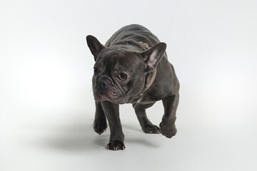 grey French bulldog in the studio on a white background
