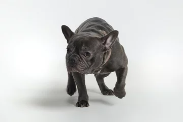 Photo sur Plexiglas Bulldog français Bouledogue français gris en studio sur fond blanc