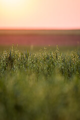 field of wheat