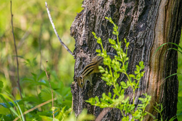 A striped chipmunk sits on a tree trunk.